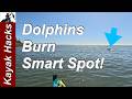 Smart Spots Called It… and the Dolphins Proved It