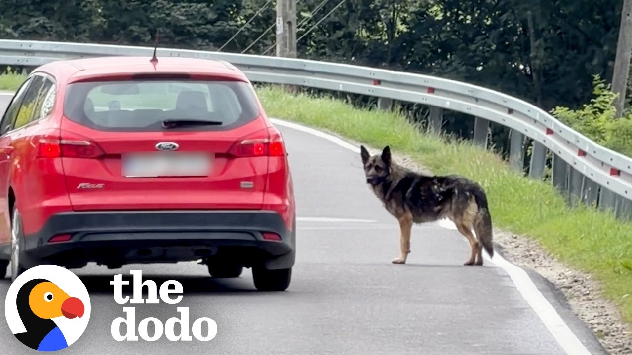 Dumped German Shepherd Keeps Waiting For His Owner To Come Back | The Dodo