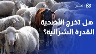 أسعار الأضاحي 2026: العوران يكشف أسباب ارتفاع الأسعار ولماذا أصبح "الروماني" أغلى من "البلدي"؟