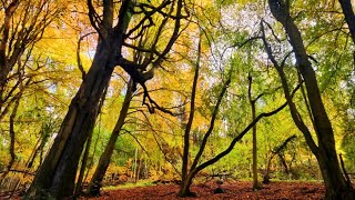 (4K) RELAXING COTSWOLDS WALK IN AUTUMN 🍂 | Stunning English Woodland \u0026 Countryside Scenery