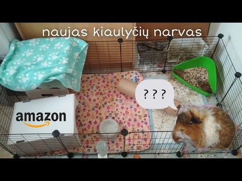 Video: Kaip Prižiūrėti Mini Kiaules