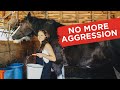 Addressing Food Aggression in Horses