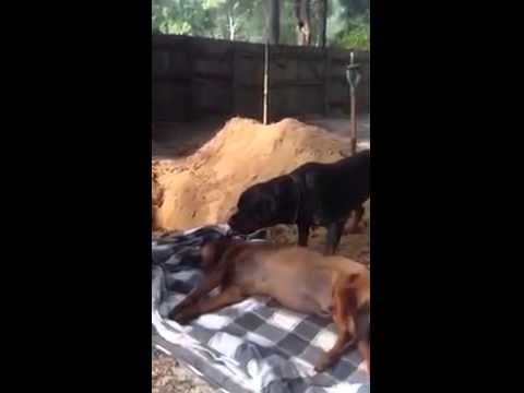Does This Video Really Show A Dog Grieving Over His Lost Friend? - The Dodo