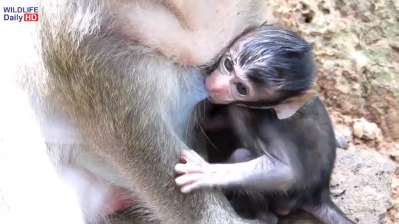 Dana Mother Monkey Teaching Newborn Baby Monkey Daniela, How To Find The Food To Eat?