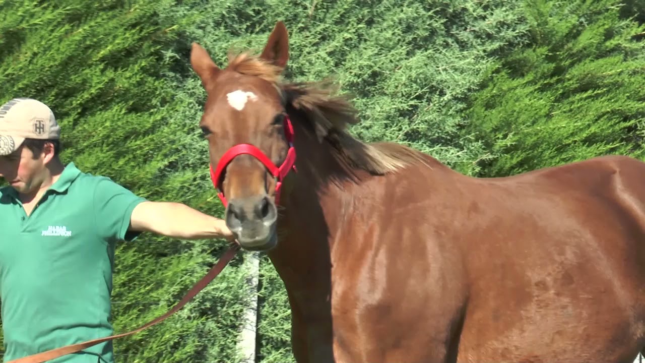 15. HARAS PHILLIPSON | DORINHA (Romarin y Quick Shadow por Punk) YM