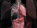 العصب المبهم او الحائر Vagus Nerve 