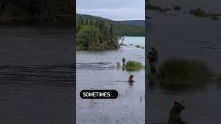 Epic Funny: Who should get the best fishing spot? #funny #fail #funnyvideo #failure #fishing #bear