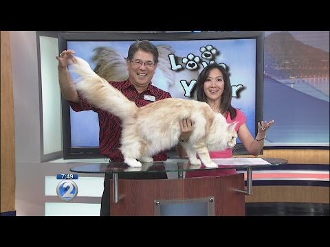 Video: Maine Coon Cat Breed Cat Breed Hypoallergenic, Kesihatan Dan Jangka Hayat