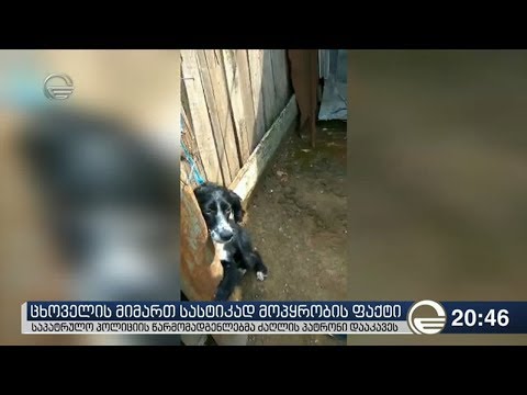 ცხოველის მიმართ სასტიკად მოპყრობის ფაქტი