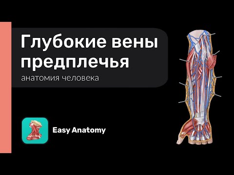 Глубокие вены предплечья