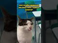 — 𝗺𝗲𝗻𝗱𝗶𝗴𝗮, hmph🙄🙏🏼 [#naoflopa #gatos #capcut #shorts #memes #viralshorts #vaipraforyou