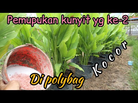 Cara Memupuk Kunyit