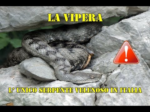 Video: Vipera Nera: Differenze, Caratteristiche E Habitat