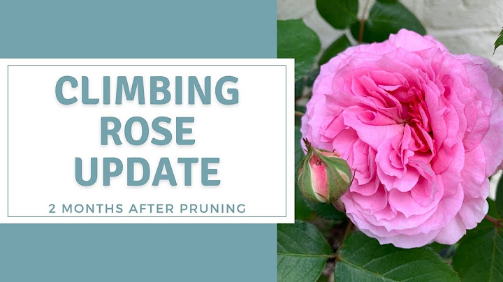 Climbing Roses Pruning And Training Update - How to train your roses to produce maximum blooms