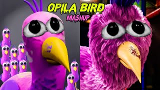 Opila Bird [Accurate Banban Phesant]