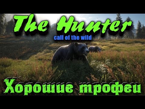 Видео: The Hunter Call of the Wild - Сезон охоты и Трофеи