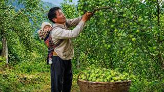 Single Dad Harvests Green Apples and Wild Vegetables to Sell at Market – Off Grid Living
