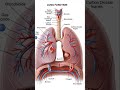 #nclex #anatomy #nclexstudyguide #nursingexam #biology #nursingtest #nursingofficeronline