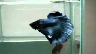 Betta Splendens _ (0710-71) Steelblue HM STM.mp4.flv