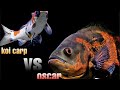 Releasing koi carp to oscar tank | oscar vs carp | Malayalam | fish | aquarium