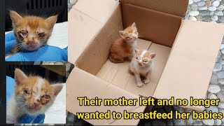 Trying to save two kittens who both had infections in their eyes@lilyivo by Lily Ivo 4,576 views 2 months ago 12 minutes, 23 seconds