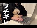 甘えん坊トイプードルがいる家で仕事をするとこうなります