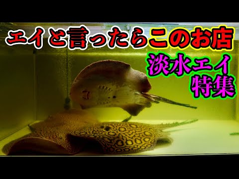 淡水エイ　魚　洋書　Aqualog 南アメリカ　南米　Ray 淡水魚　熱帯魚　魚 淡水エイ 魚 洋書 Aqualog 南アメリカ 南米 Ray 淡水魚 熱帯魚