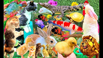 Bắt Cá Sấu Con, Bắt Các Con Vật Dễ Thương, Con Vịt, Con Mèo, Con Cua, Con Rùa, Con Thỏ, Con Cá Vàng