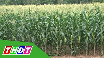 Tinh thần tập thể của nông dân trồng bắp xứ cù lao | Tái cơ cấu nông nghiệp | THDT