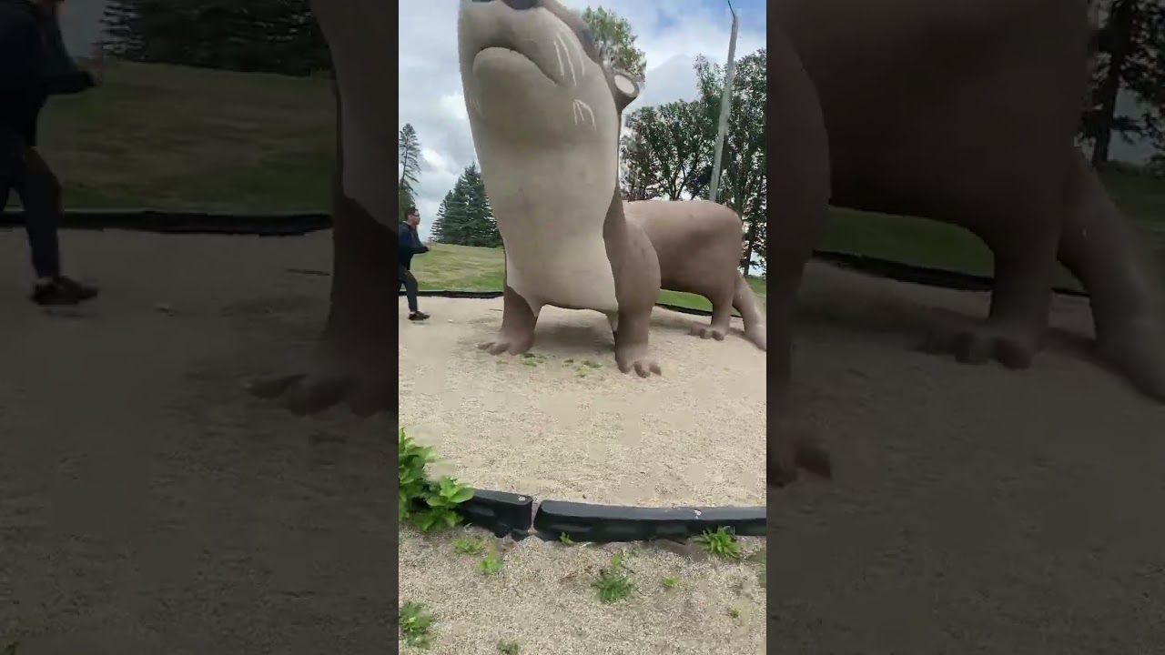 Worlds largest otter