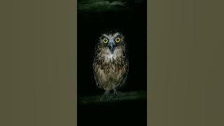 Suara burung hantu | dangerous owl sounds buffy fish owl #shorts #owl