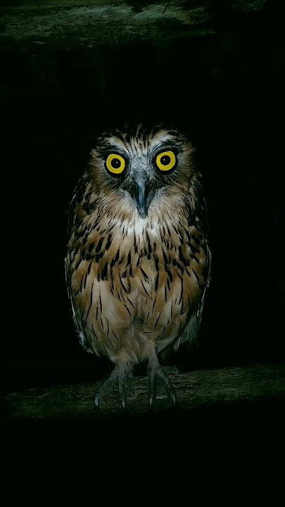 Suara burung hantu | dangerous owl sounds buffy fish owl #shorts #owl