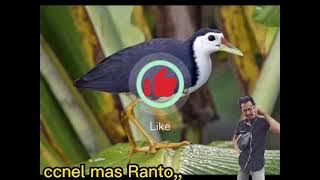 suara kombinasi mandar biru dan keruok