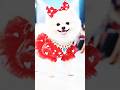beautifull dog 🐕#animalshorts #shortsvideo #funnypets #animals #dog #viral #funnyanimals