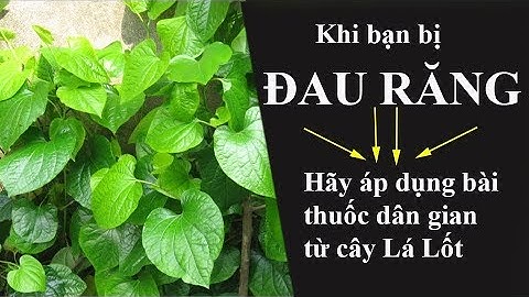 Bài thuốc chữa đau răng bằng lá lốt