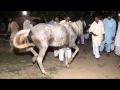 Five star dvd basrian  dinga kharian gujrat best ghora horse dance bhalesranwala shadi 3