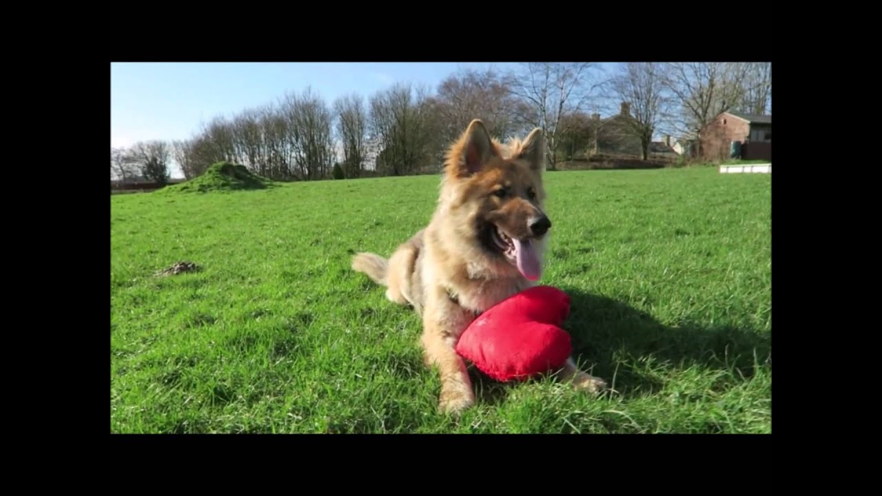 Dogs Trust Bridgend - Valentine Video - YouTube