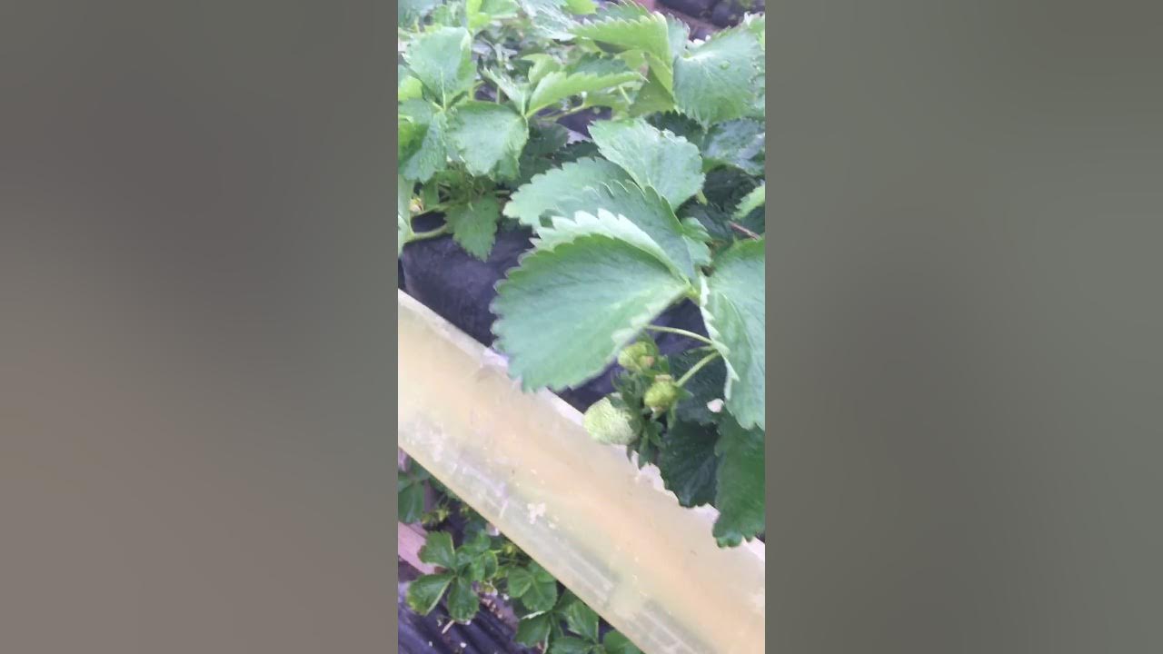 питомник аккиевых. садовый питомник. саженцы. армавирский питомник хвойных растений. армавирский питомник хвойных растений.