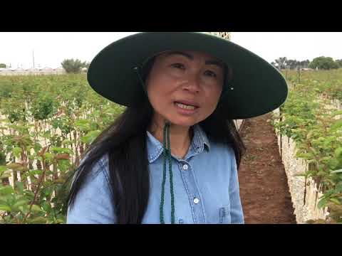 ចំការកុលាបខ្មែរ | វិធីដាំដុះខ្នាតពាណិជ្ជកម្ម | Khmer Rose Farm | Adelaide South Australia | Part 2 |