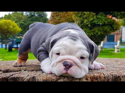 english-bulldog-puppies|-funny-and-cute-english-bulldog-puppies-compilation-#-12-|-animal-lovers