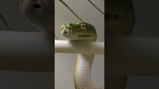 Green tree python slowly coiling into the classic perched position. 1st time catching it on video!!