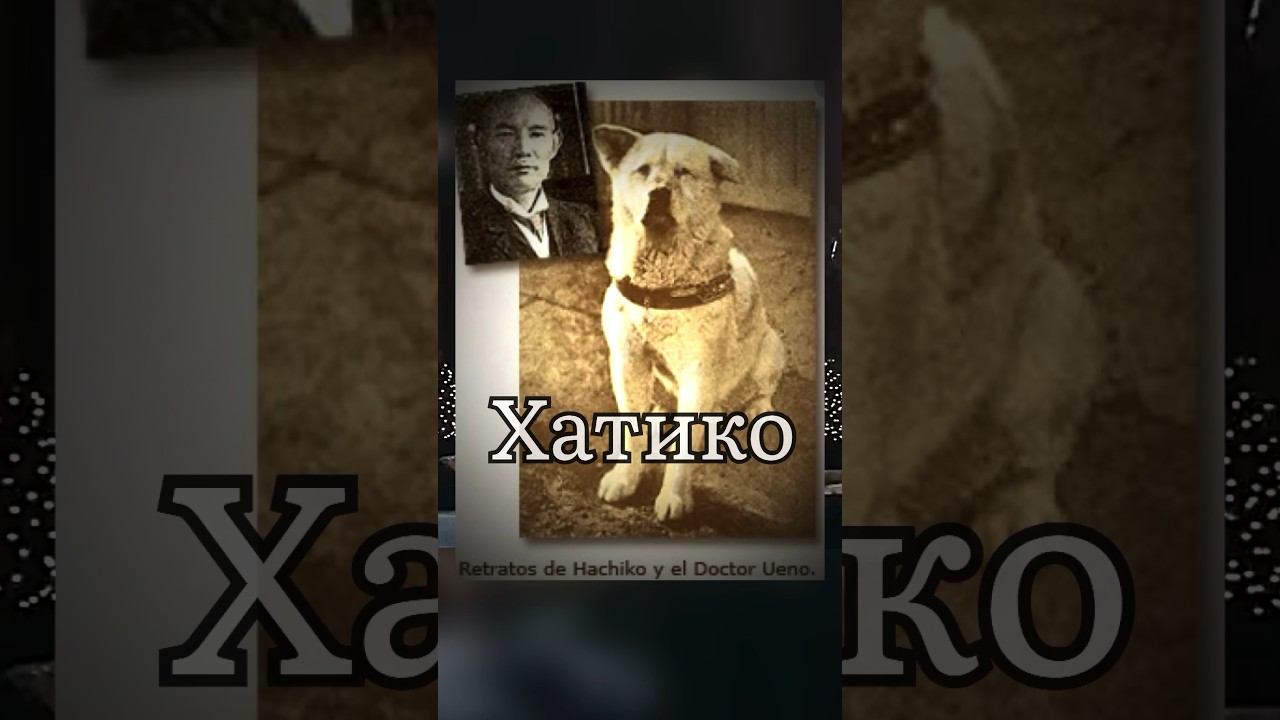 Настоящая история Хатико. Самого верного друга