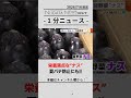 【野菜】万能野菜“ナス” 栄養満点で夏バテ防止にも!#ナス #野菜 #新潟
