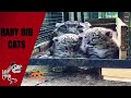 We Want Baby Big Cats, Extraordinary Animals Moments, 4 {Unbelievable Animals} {Simply Animals}
