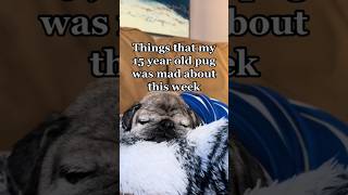 Things that my 15 year old pug was mad about #pug