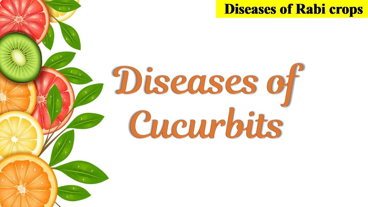Болезни тыквенных культур | Тыква, горлянка, арбуз | ICAR