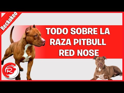 Video: Información sobre cachorros de hoyo de nariz roja