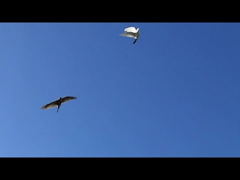 Ястреб Тетерятник жёстко атакует голубей! Ранел голубя. Goshawk attacks pigeons again!!!