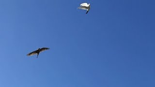 Ястреб Тетерятник жёстко атакует голубей! Ранел голубя. Goshawk attacks pigeons again!!!