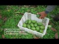 "Perjalanan Alpukat: Dari Tanah ke Dapur Anda | Bali Food Industry"